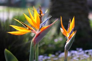 Bird-of-Paradise-Plant