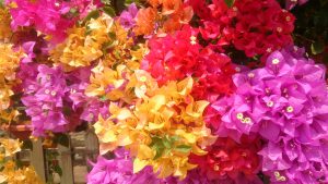 Bougainvillea_flowers_1