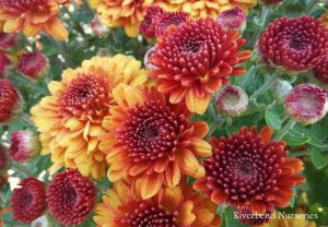 Chrysanthemum-Autumn-Glow-Bronze-wm