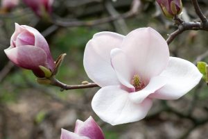 Flowers of Magnolias closeup in the spring garden