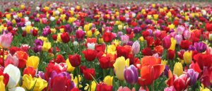 field-of-tulips1