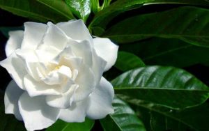 gardenia