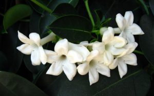 jasmine-flower-wallpaper-wide-full-hd