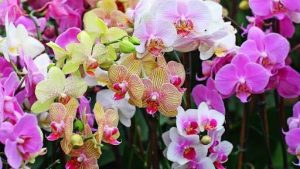 orchids